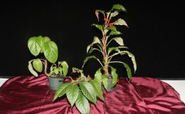 2014 Convention - Collections of Gesneriads - Class 47 Single genus