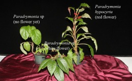 2014 Convention - Collections of Gesneriads - Class 47 Single genus