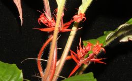 2014 Convention - Collections of Gesneriads - Class 47 Single genus