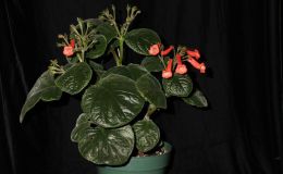 2014 Convention - Gesneriads Grown by a Novice - Class 50 Gesneriads in flower - Best in Section J (Gesneriad Grown by a Novice) and Special Award for Best Gesneriad Grown by a First-Time Exhibitor