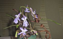 2014 Convention - Class 62 “The Hermitage” - Best in Section L (Arrangement of Fresh-Cut Gesneriad Material)