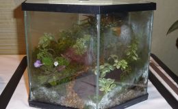2014 Convention - Class 64 Terrarium – Straight-sided - Runner-Up to Best in Artistic