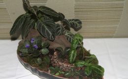 2014 Convention - Class 66 Tray Landscape