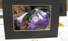 2014 Convention - Class 70 Color print of a whole gesneriad plant