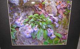 2014 Convention - Class 71 Color print of gesneriad(s) growing in a natural habitat