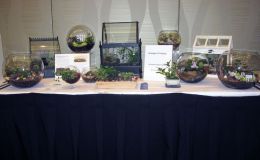 2014 Convention - Commercial Displays - Class 76 Display table with a grouping of 5-10 gesneriads - Judges Award of Merit and Best in Section Q (Commercial Display)