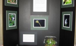 2014 Convention - Class 78 Exhibit of plant material with educational information