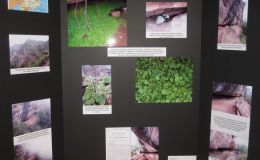 2014 Convention - Class 79 Exhibit of photograph(s) of gesneriad plant material, Best Commercial/Educational Exhibit and Best in Section R (Educational Exhibit)
