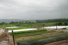 One of the many growing areas at Don Shadow Nursery in South-Central Tennessee