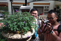 Hong Xin and Wen Fang photographing streptocarpella