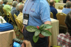 Paul Kroll helping show the practice-judged plants