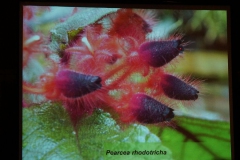One of the gesneriads shown growing at ABG was Pearcea rhodotricha with its striking red-and-black flowers