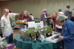 Making selections from the many plants for sale