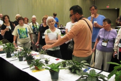 Wen Fang commenting on Primulina wentsaii, runner-up to Best in Show