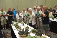Arleen reviewing some of the streptocarpus entries
