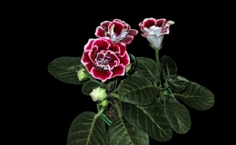 2015 Convention – New World Gesneriads in Flower – Tuberous - Class 1 Sinningia speciosa species or hybrids (upright or pendent flowers)BEST SINNINGIA SPECIOSA HYBRID 2015 Convention – New World Gesneriads in Flower – Tuberous - Class 1 Sinningia speciosa species or hybrids (upright or pendent flowers)BEST SINNINGIA SPECIOSA HYBRID