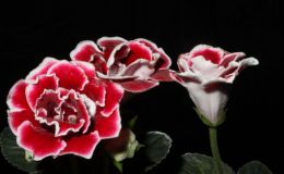 2015 Convention – New World Gesneriads in Flower – Tuberous - Class 1 Sinningia speciosa species or hybrids (upright or pendent flowers)BEST SINNINGIA SPECIOSA HYBRID 2015 Convention – New World Gesneriads in Flower – Tuberous - Class 1 Sinningia speciosa species or hybrids (upright or pendent flowers)BEST SINNINGIA SPECIOSA HYBRID