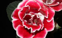 2015 Convention – New World Gesneriads in Flower – Tuberous - Class 1 Sinningia speciosa species or hybrids (upright or pendent flowers)BEST SINNINGIA SPECIOSA HYBRID 2015 Convention – New World Gesneriads in Flower – Tuberous - Class 1 Sinningia speciosa species or hybrids (upright or pendent flowers)BEST SINNINGIA SPECIOSA HYBRID