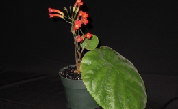 2015 Convention – New World Gesneriads in Flower – Tuberous - Class 2 other Sinningia species with rosette growth pattern BEST IN SECTION ABEST GESNERIAD SPECIES NATIVE TO BRAZIL 2015 Convention – New World Gesneriads in Flower – Tuberous - Class 2 other Sinningia species with rosette growth pattern BEST IN SECTION ABEST GESNERIAD SPECIES NATIVE TO BRAZIL