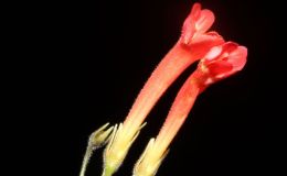 2015 Convention – New World Gesneriads in Flower – Tuberous - Class 2 other Sinningia species with rosette growth pattern BEST IN SECTION ABEST GESNERIAD SPECIES NATIVE TO BRAZIL 2015 Convention – New World Gesneriads in Flower – Tuberous - Class 2 other Sinningia species with rosette growth pattern BEST IN SECTION ABEST GESNERIAD SPECIES NATIVE TO BRAZIL