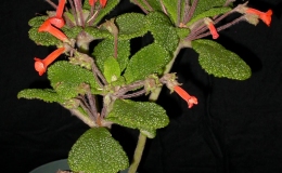 2015 Convention – New World Gesneriads in Flower – Tuberous - Class 3A Sinningia species with upright growth pattern 2015 Convention – New World Gesneriads in Flower – Tuberous - Class 3A Sinningia species with upright growth pattern