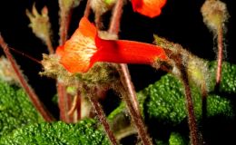 2015 Convention – New World Gesneriads in Flower – Tuberous - Class 3A Sinningia species with upright growth pattern 2015 Convention – New World Gesneriads in Flower – Tuberous - Class 3A Sinningia species with upright growth pattern