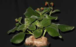 2015 Convention – New World Gesneriads in Flower – Tuberous - Class 3B Sinningia species with upright growth patternBEST SINNINGIA 2015 Convention – New World Gesneriads in Flower – Tuberous - Class 3B Sinningia species with upright growth patternBEST SINNINGIA