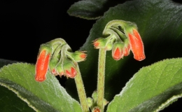 2015 Convention – New World Gesneriads in Flower – Tuberous - Class 3B Sinningia species with upright growth patternBEST SINNINGIA 2015 Convention – New World Gesneriads in Flower – Tuberous - Class 3B Sinningia species with upright growth patternBEST SINNINGIA