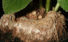 2015 Convention – New World Gesneriads in Flower – Tuberous - Class 3B Sinningia species with upright growth patternBEST SINNINGIA 2015 Convention – New World Gesneriads in Flower – Tuberous - Class 3B Sinningia species with upright growth patternBEST SINNINGIA