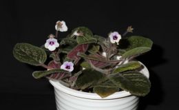 2015 Convention – New World Gesneriads in Flower – Tuberous - Class 4 Sinningia hybrids with rosette growth pattern 2015 Convention – New World Gesneriads in Flower – Tuberous - Class 4 Sinningia hybrids with rosette growth pattern