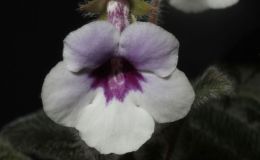 2015 Convention – New World Gesneriads in Flower – Tuberous - Class 4 Sinningia hybrids with rosette growth pattern 2015 Convention – New World Gesneriads in Flower – Tuberous - Class 4 Sinningia hybrids with rosette growth pattern