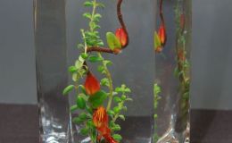 2015 Convention –  Arrangements of Fresh-Cut Material Class 59 “Kelp Forests” BEST IN SECTION L
