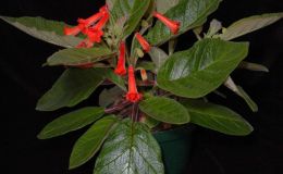 2015 Convention – New World Gesneriads in Flower – Tuberous - Class 5A Sinningia hybrids with upright growth pattern 2015 Convention – New World Gesneriads in Flower – Tuberous - Class 5A Sinningia hybrids with upright growth pattern