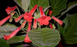 2015 Convention – New World Gesneriads in Flower – Tuberous - Class 5A Sinningia hybrids with upright growth pattern 2015 Convention – New World Gesneriads in Flower – Tuberous - Class 5A Sinningia hybrids with upright growth pattern