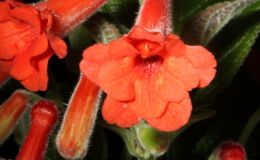 2015 Convention – New World Gesneriads in Flower – Tuberous - Class 5A Sinningia hybrids with upright growth pattern 2015 Convention – New World Gesneriads in Flower – Tuberous - Class 5A Sinningia hybrids with upright growth pattern