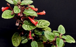 2015 Convention – New World Gesneriads in Flower – Tuberous - Class 5B Sinningia hybrids with upright growth pattern 2015 Convention – New World Gesneriads in Flower – Tuberous - Class 5B Sinningia hybrids with upright growth pattern