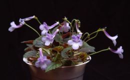 2015 Convention – New World Gesneriads in Flower – Tuberous - Class 6 Sinningia species or hybrids (largest leaf less than 1" long) 2015 Convention – New World Gesneriads in Flower – Tuberous - Class 6 Sinningia species or hybrids (largest leaf less than 1" long)