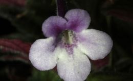 2015 Convention – New World Gesneriads in Flower – Tuberous - Class 6 Sinningia species or hybrids (largest leaf less than 1" long) 2015 Convention – New World Gesneriads in Flower – Tuberous - Class 6 Sinningia species or hybrids (largest leaf less than 1" long)