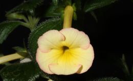 2015 Convention – New World Gesneriads in Flower – Rhizomatous - Class 8 Achimenes, ×Achimenantha 2015 Convention – New World Gesneriads in Flower – Rhizomatous - Class 8 Achimenes, ×Achimenantha