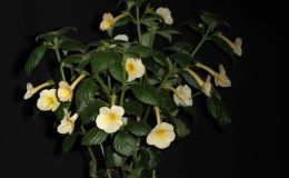 2015 Convention – New World Gesneriads in Flower – Rhizomatous - Class 8 Achimenes, ×Achimenantha 2015 Convention – New World Gesneriads in Flower – Rhizomatous - Class 8 Achimenes, ×Achimenantha