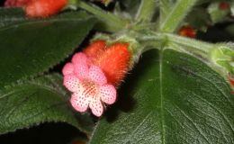 2015 Convention – New World Gesneriads in Flower – Rhizomatous - Class 9 KohleriaBEST PERIDOTS HYBRID