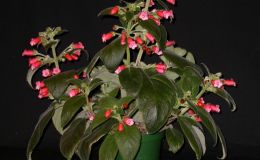 2015 Convention – New World Gesneriads in Flower – Rhizomatous - Class 9 KohleriaBEST PERIDOTS HYBRID 2015 Convention – New World Gesneriads in Flower – Rhizomatous - Class 9 KohleriaBEST PERIDOTS HYBRID