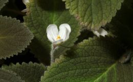 2015 Convention – New World Gesneriads in Flower – Rhizomatous - Class 13 other rhizomatous gesneriads BEST IN SECTION B