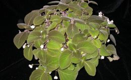 2015 Convention – New World Gesneriads in Flower – Rhizomatous - Class 13 other rhizomatous gesneriads BEST IN SECTION B
