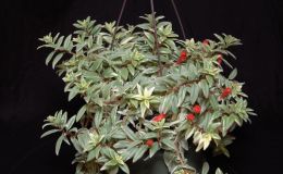 2015 Convention – New World Gesneriads in Flower – Fibrous-Rooted - Class 15 Columnea