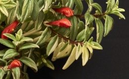 70 - Closeup