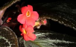 2015 Convention – New World Gesneriads in Flower – Fibrous-Rooted - Class 16 Episcia, Alsobia BEST IN SECTION CBEST GESNERIAD SPECIES NATIVE TO ECUADOR