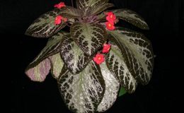 2015 Convention – New World Gesneriads in Flower – Fibrous-Rooted - Class 16 Episcia, Alsobia BEST IN SECTION CBEST GESNERIAD SPECIES NATIVE TO ECUADOR