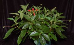 2015 Convention – New World Gesneriads in Flower – Fibrous-Rooted - Class 17 Gesneria