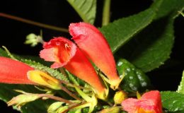 2015 Convention – New World Gesneriads in Flower – Fibrous-Rooted - Class 17 Gesneria